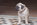 Chiot carlin mâle Sable à vendre chez Dreamlander 